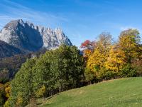 Leuchtende Herbstfarben an den Bäumen und Wilder Kaiser